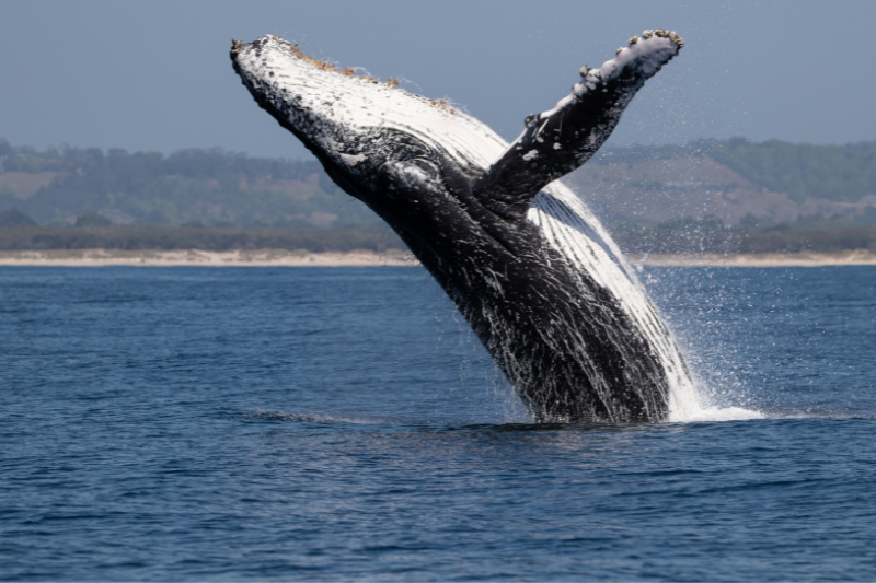 Tips for Whale Watching in Mexico