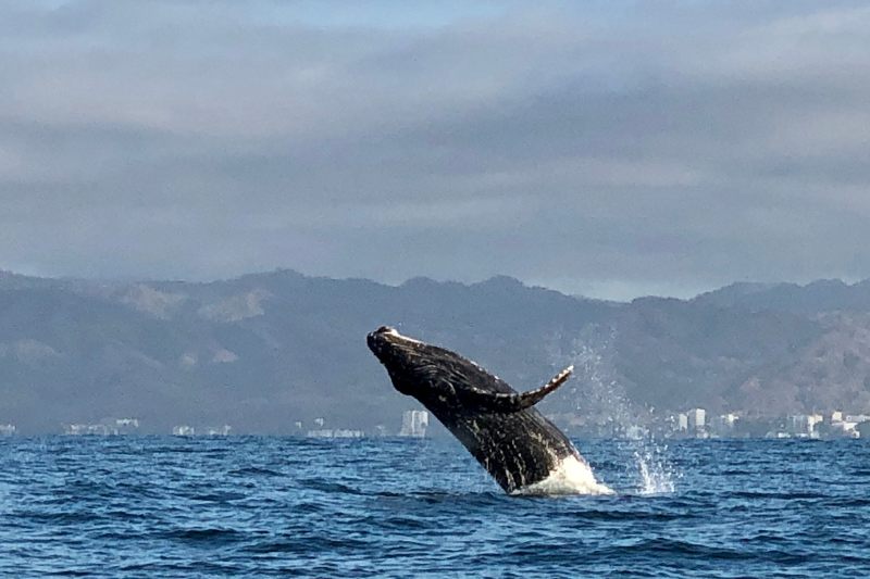 Top activities in Puerto Vallarta