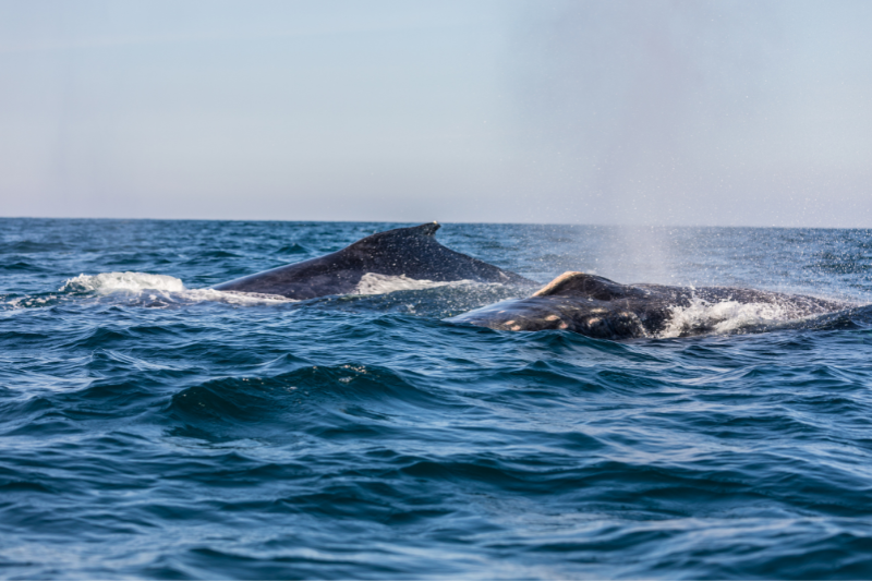 Whale Watching in Mexico